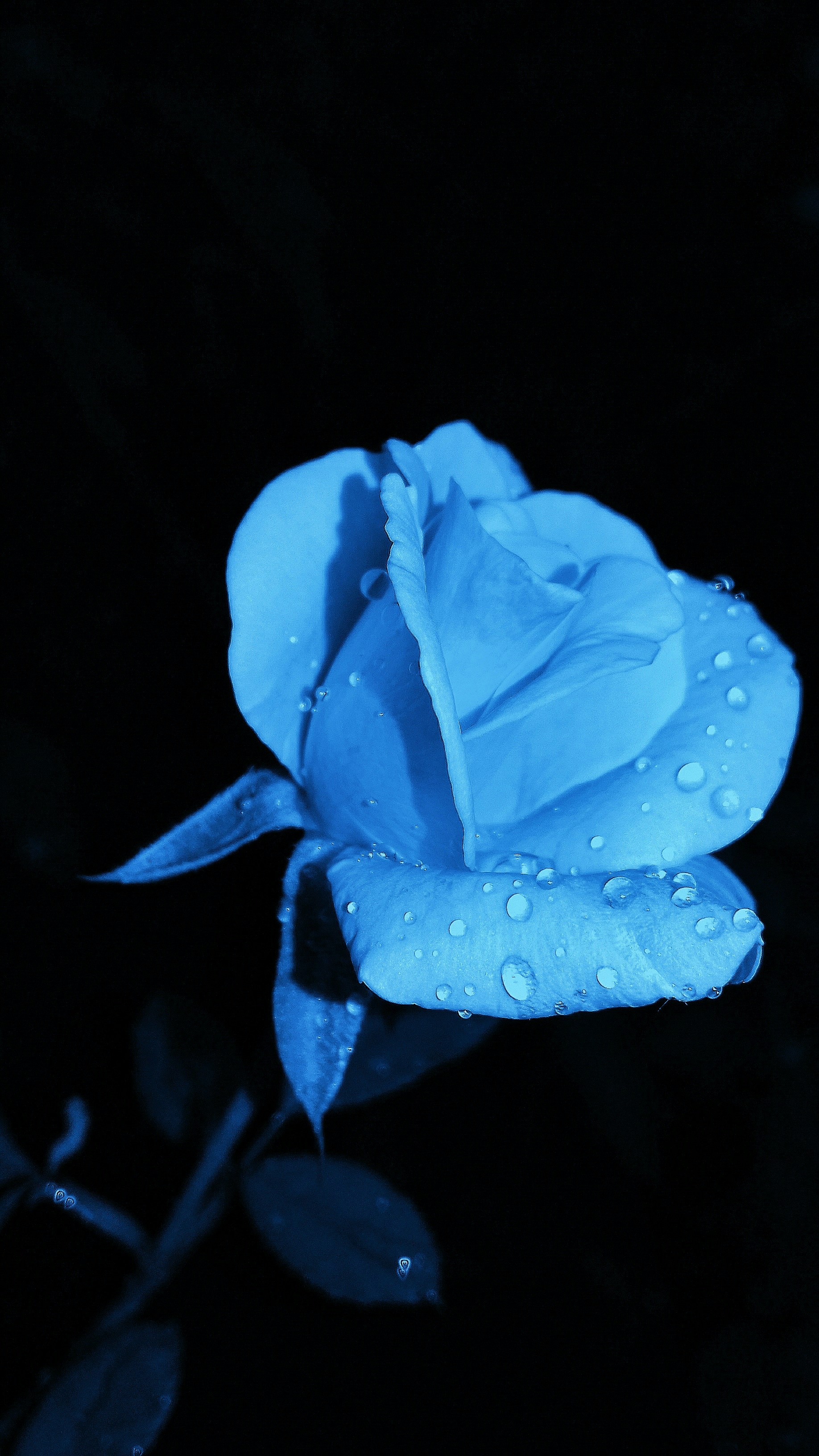 1000+ Blue Rose Pictures | Download ...